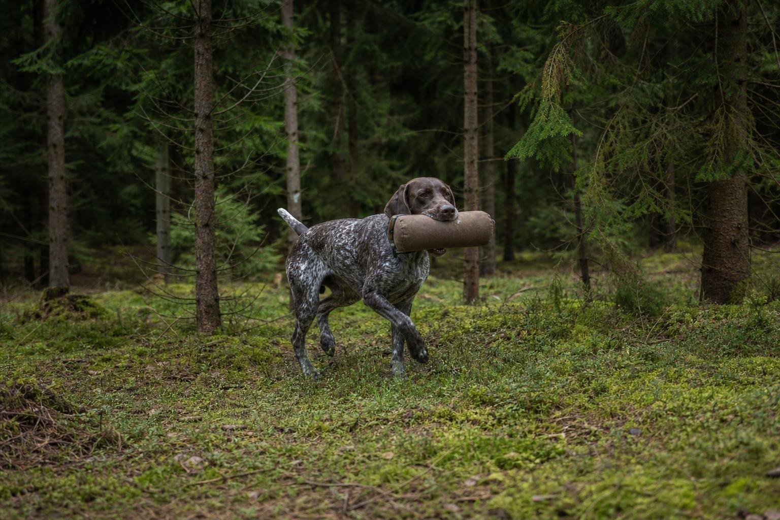 Deutsch Kurzhaar trägt einen schweren Apportierdummy durch einen dunklen Fichtenwald (mit AI erstelltes Bild)