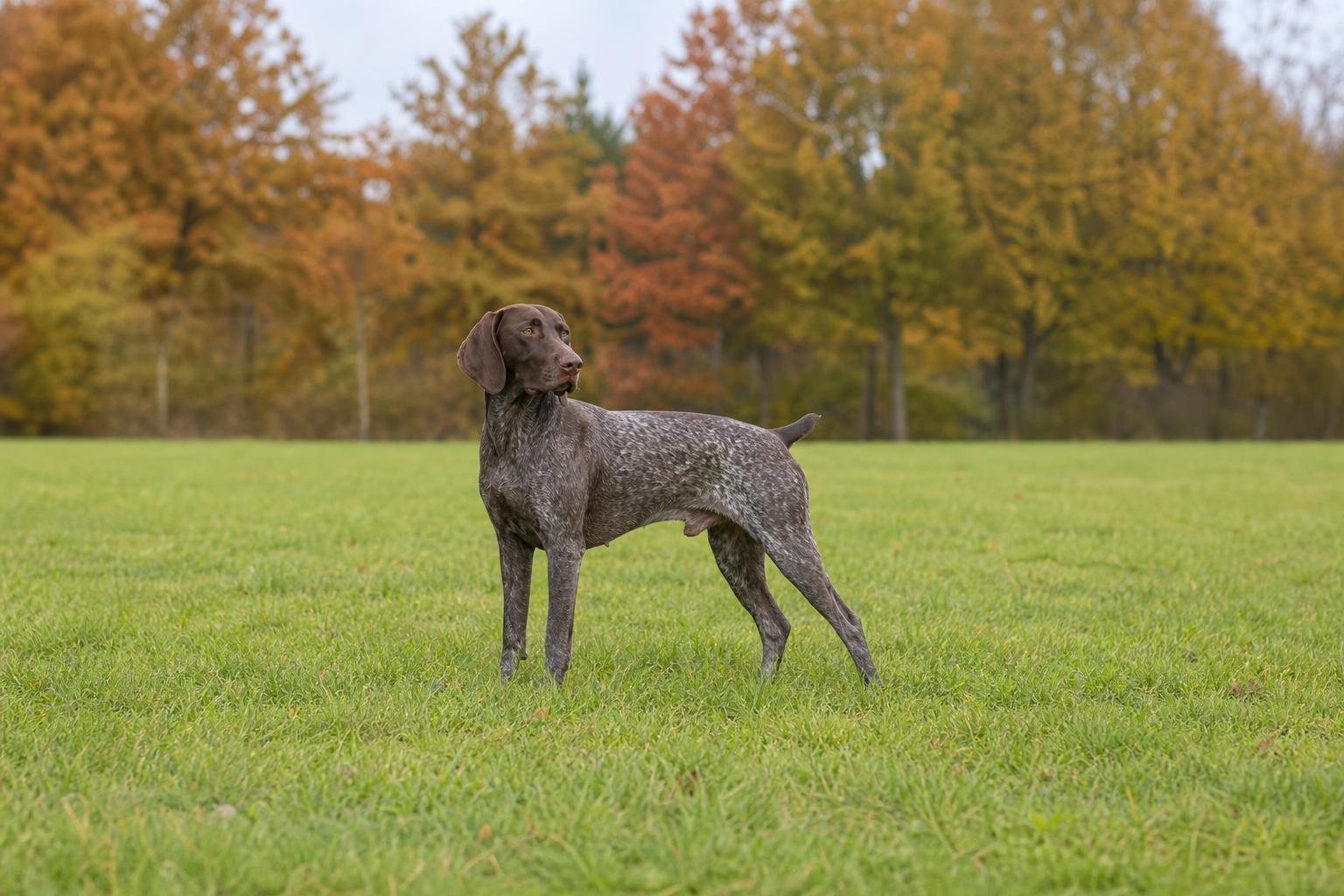 Braunschimmel-Deutsch-Kurzhaar mit braunem Kopf im kurzen Gras vor herbstlichen Bäumen (mit AI erstelltes Bild)