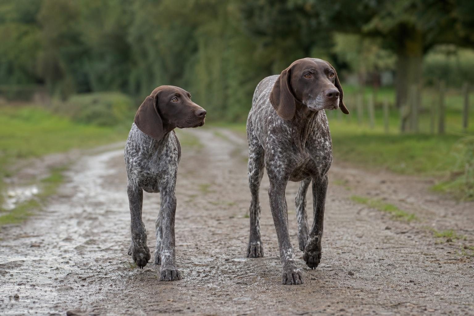 Halbwüchsiger Deutsch Kurzhaar läuft neben einem erwachsenen Hund (mit AI erstelltes Bild)
