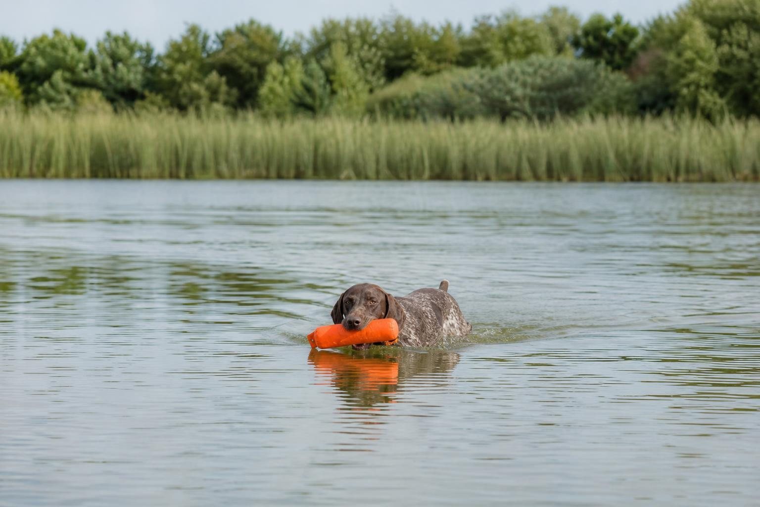 Deutsch Kurzhaar schwimmt mit einem orangefarbenen Wasserdummy im Fang über einen See vor einem Schilfgürtel (mit AI erstelltes Bild)