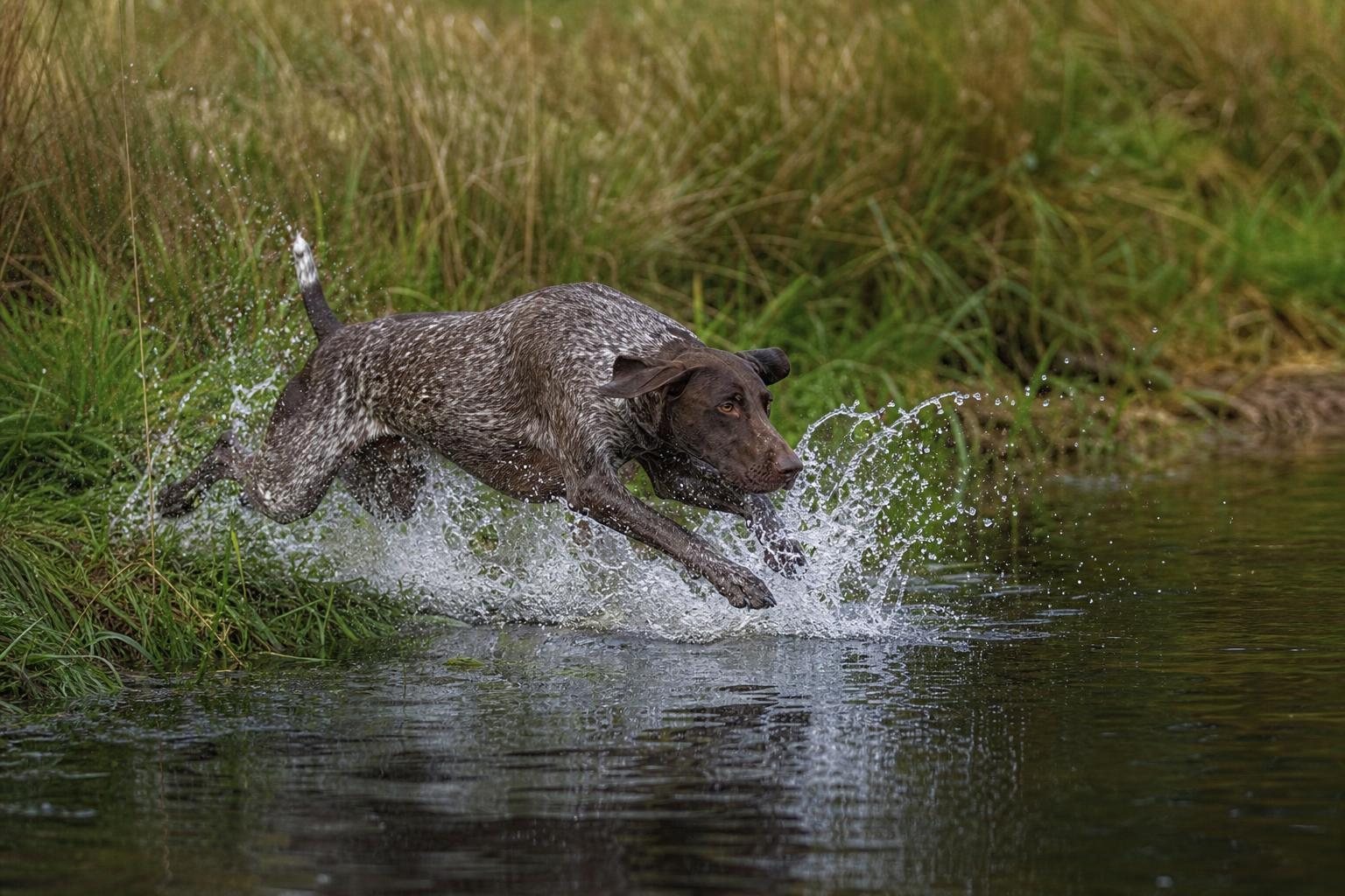 Deutsch Kurzhaar springt mit großem Spritzer vom Ufer in einen See (mit AI erstelltes Bild)