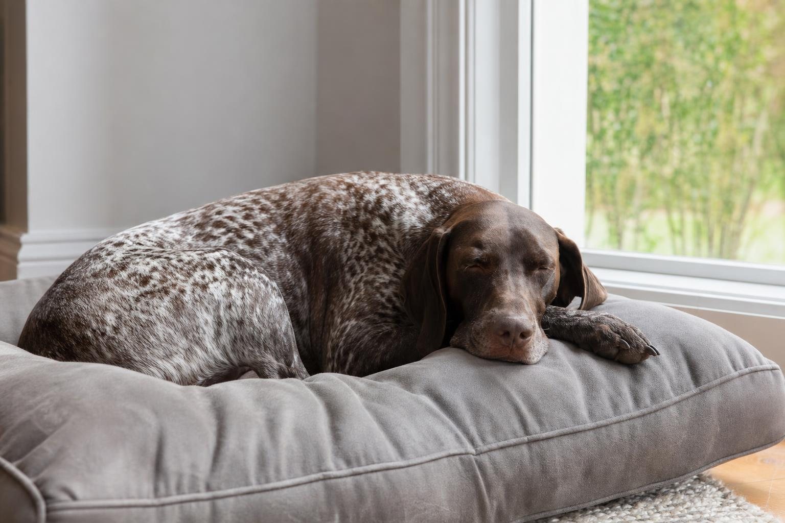 Erwachsener Deutsch Kurzhaar schläft auf einem großen Hundebett am Fenster (mit AI erstelltes Bild)