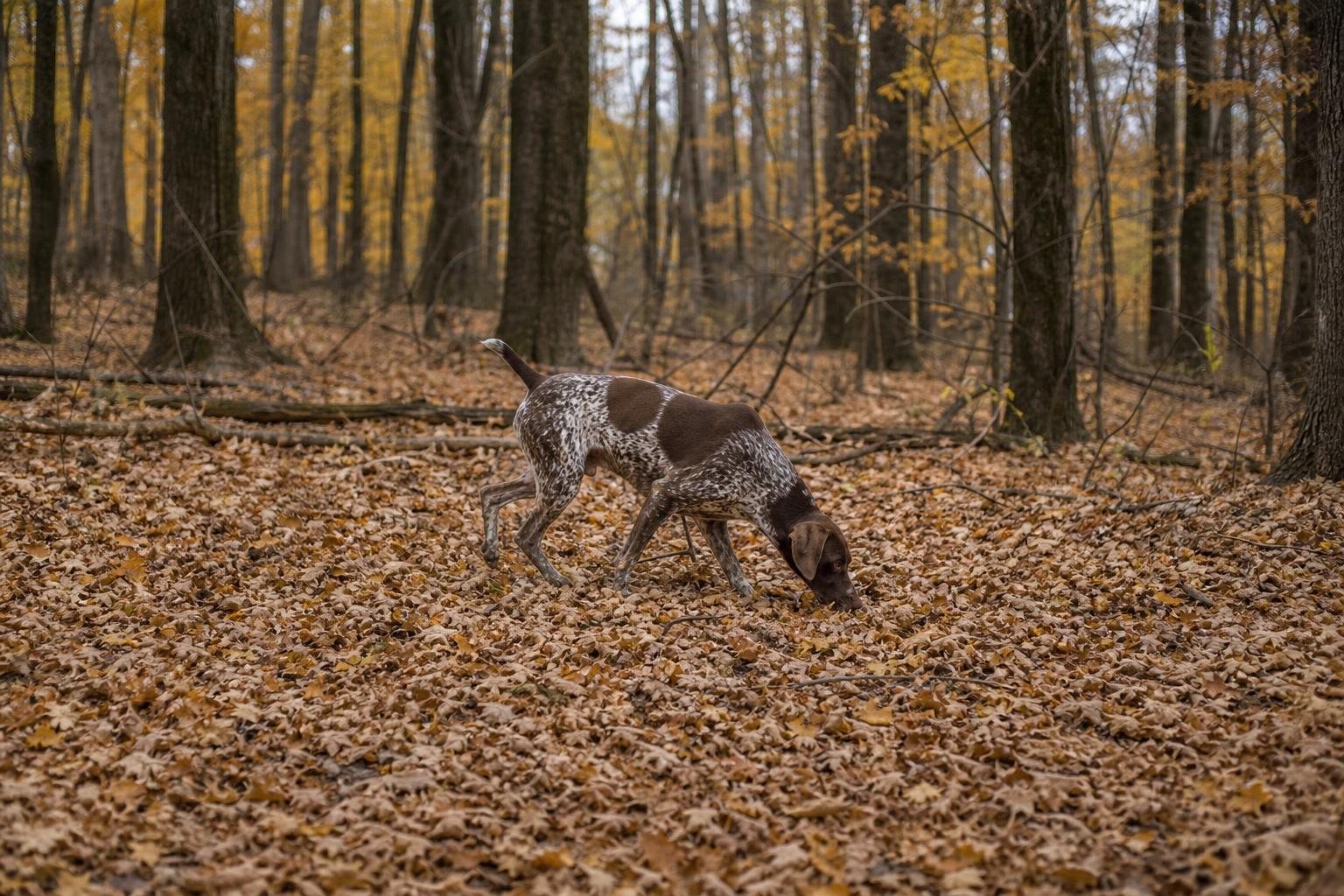 Deutsch Kurzhaar folgt mit tiefer Nase einer Spur zwischen trockenem Herbstlaub im Wald (mit AI erstelltes Bild)