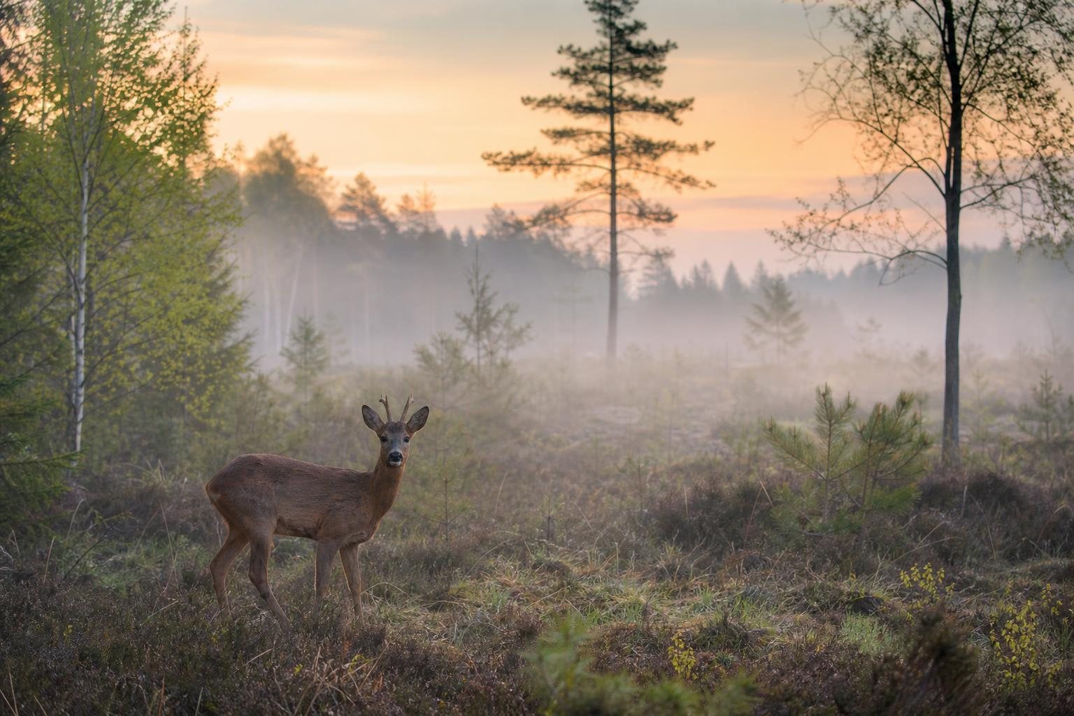 Reh steht auf einer nebligen Waldlichtung im Morgengrauen (mit AI erstelltes Bild)