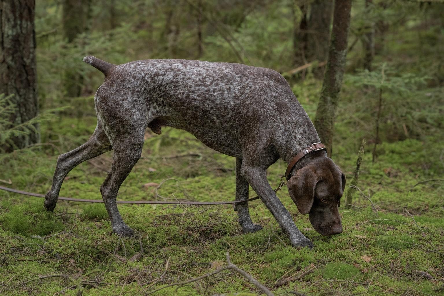 Deutsch Kurzhaar am langen Riemen arbeitet mit tiefer Nase eine Fährte auf moosigem Waldboden (mit AI erstelltes Bild)