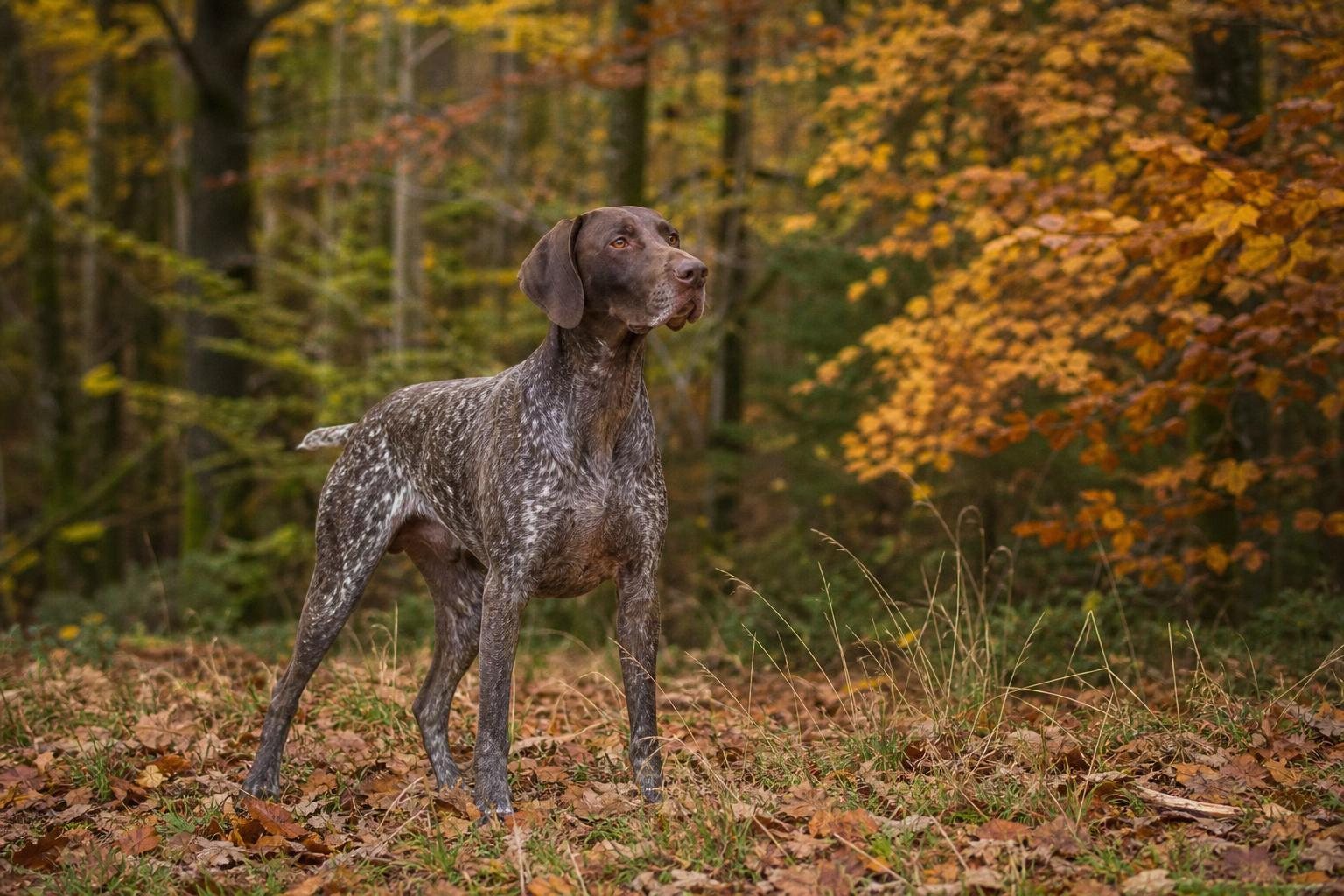 Deutsch Kurzhaar steht ruhig in einem herbstlichen Mischwald (mit AI erstelltes Bild)
