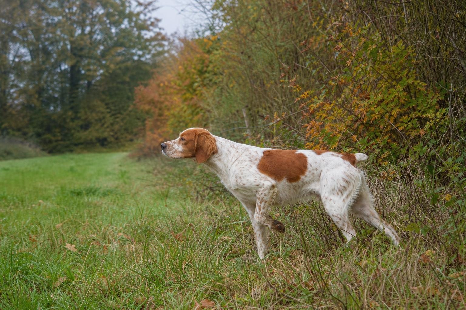 Epagneul Breton in Orange-Weiß steht am Rand einer Hecke vor (mit AI erstelltes Bild)