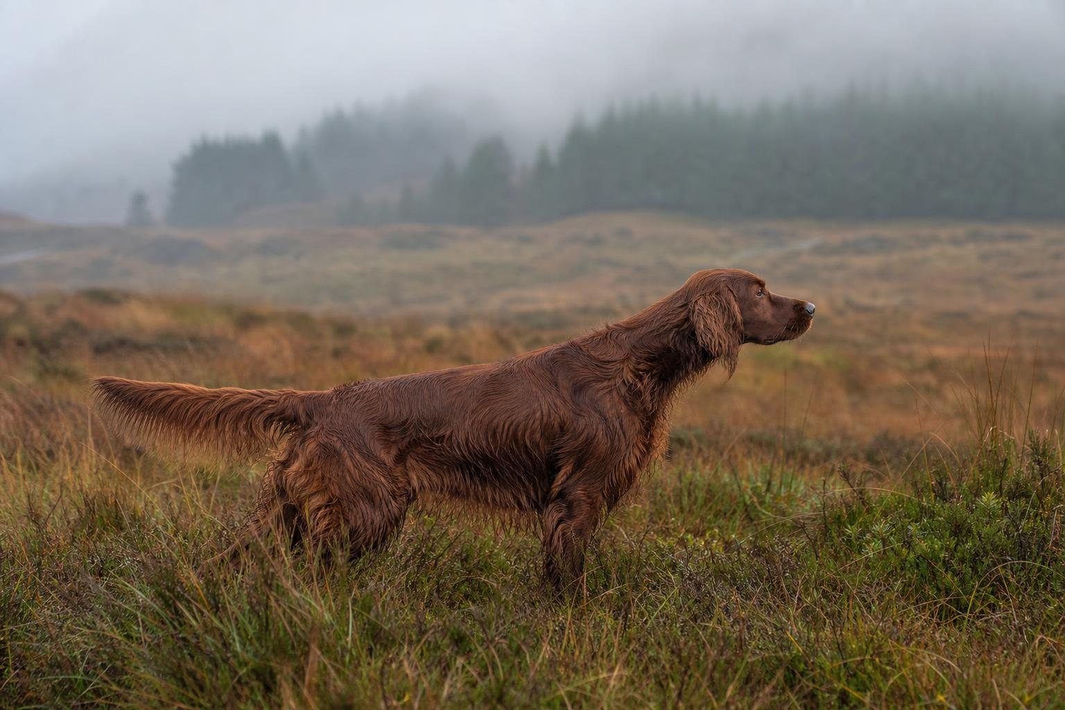 Irish Red Setter steht im Moor vor, Rute waagerecht (mit AI erstelltes Bild)